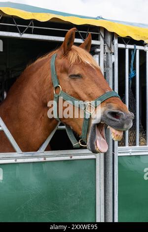 Une tête de cheval brune avec la bouche ouverte montrant la langue et les dents regardant au-dessus de la porte de l'écurie, Royal Bath and West Showground, Shepton Mallet, Somerset, Royaume-Uni Banque D'Images