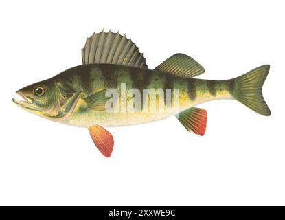 La perche jaune ou barrée (Perca americana) (Perca flavescens) (perche rayée, prédicateur) impression de poisson lithographié en couleur par Sherman Foote Denton Banque D'Images