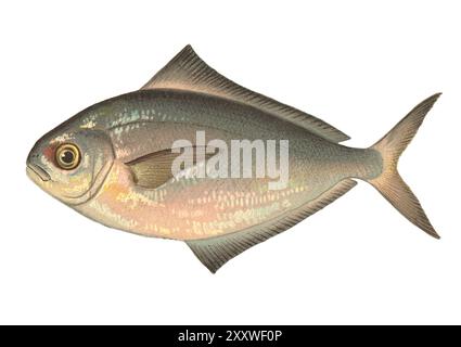 Tirage de poisson lithographié en couleur par Sherman Foote Denton Banque D'Images