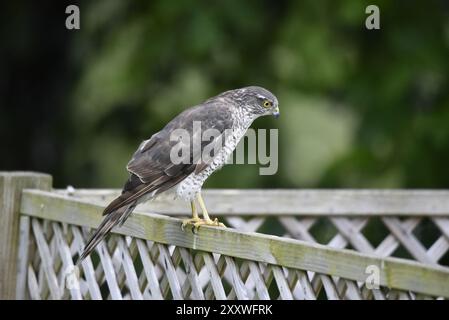 Portrait d'une femme eurasienne Sparrowhawk (Accipiter nisus) perchée en profil droit au sommet d'une clôture en treillis au centre du pays de Galles, Royaume-Uni en juillet Banque D'Images