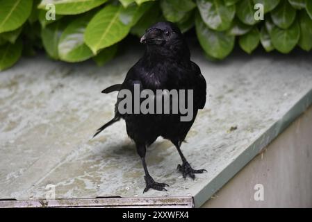 Portrait d'un corbeau de Carrion (Corvus corone) face à la caméra avec la tête tournée vers la gauche, sur fond de feuille de Laurel, pris au centre du pays de Galles, Royaume-Uni en juillet Banque D'Images