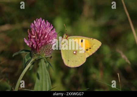 Papillon jaune nuageux - Colias croceus Banque D'Images