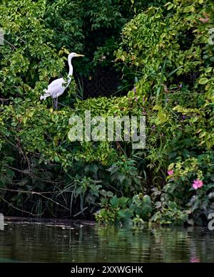 La belle Grande aigrette blanche est un grand membre de la famille des hérons, avec de longues pattes, un plumage blanc et un corps élancé. Perché dans un arbre. Banque D'Images