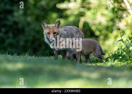 Le renard roux et ses oursons Banque D'Images