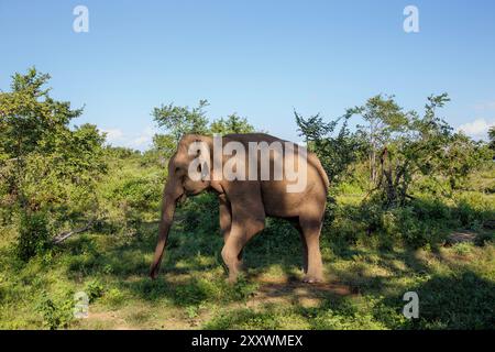 Éléphant indien dans le parc national d'Udawalawe, Sri Lanka Banque D'Images