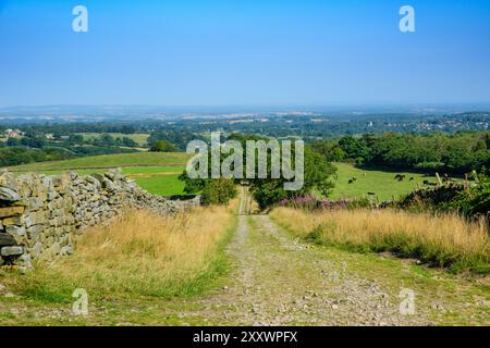 Un sentier pittoresque mène à travers Kirkby Malzeard Moor, entouré de champs verdoyants et de bruyères en fleurs. Les vaches paissent paisiblement dans les pâturages. Banque D'Images