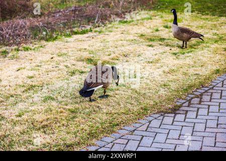 Vue rapprochée de deux oies sur la pelouse jaune-vert à côté d'une passerelle pavée dans le parc le jour du printemps. ÉTATS-UNIS. Banque D'Images