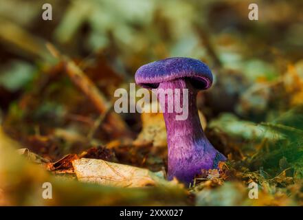 Laccaria amethystina, communément connu comme le trompeur améthyste. Les champignons se rapprochent Banque D'Images