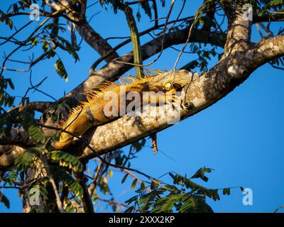 Mâle Iguana vert sur la branche de l'arbre, Basking in the Sun, rivière Sittee, Belize Banque D'Images