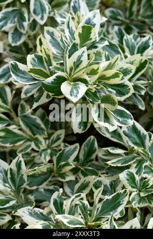 Gros plan du feuillage panaché d'Euonymus fortunei 'Silver Queen' dans un jardin en été Banque D'Images