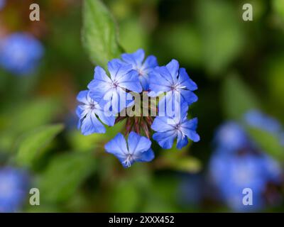 Gros plan de fleurs de plumbago chinois (Ceratostigma willmottianum 'Forest Blue') dans un jardin en été Banque D'Images