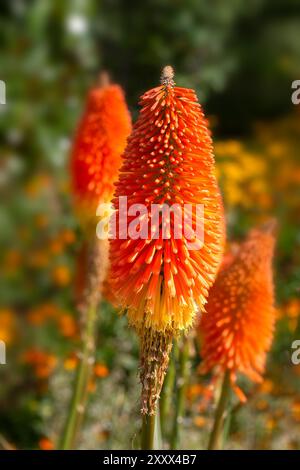 Gros plan de fleur pic de poker rouge (Kniphofia 'Prince Igor') dans un jardin à la fin de l'été Banque D'Images