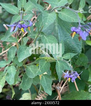 DOUX-AMER Solanum dulcamara Banque D'Images