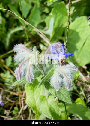 BOURRACHE Borago officinalis. Photo : Tony Gale Banque D'Images