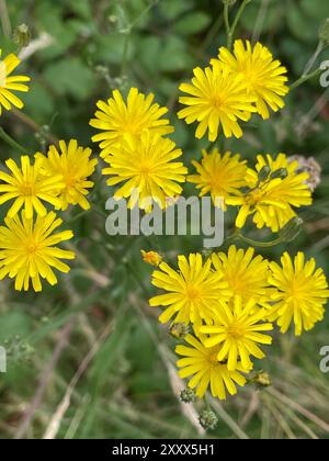 HAWKSBEARD Crepis capillaris LISSE. Photo : Tony bGale Banque D'Images