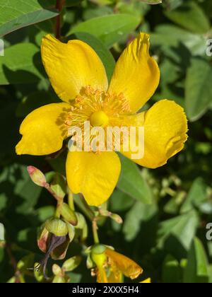 MILLEPERTUIS ST JOHN'S WORT Hypericum tetrapterum photo : Tony Gale Banque D'Images