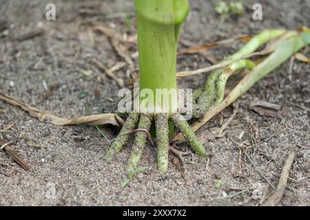 Racines nodales d'une tige de maïs dans le sol. Banque D'Images