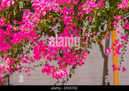 Fleurs de bougainvilliers rose vif comme fond floral. Fond de fleurs de bougainvilliers. Banque D'Images