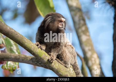 Marmoset dans un arbre Banque D'Images