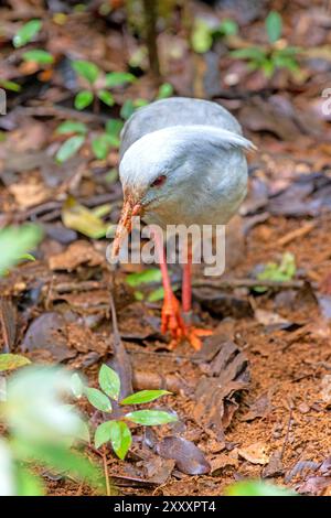 Le cagou, oiseau endémique de Nouvelle-Calédonie Banque D'Images