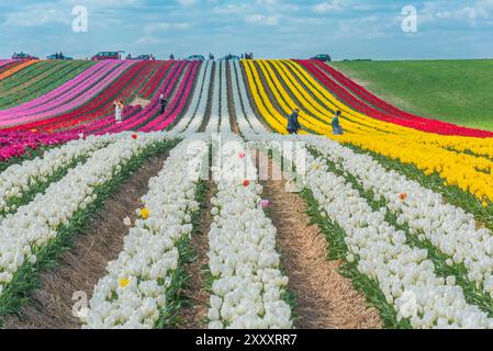 Personnes récoltant des tulipes, champ de tulipes coloré avec différentes rangées de tulipes colorées, culture de tulipes près de Jülich, Allemagne Banque D'Images