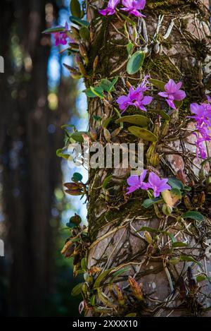 Orchidées roses fuchsia poussant sur le tronc d'arbre dans la forêt tropicale au Brésil Banque D'Images