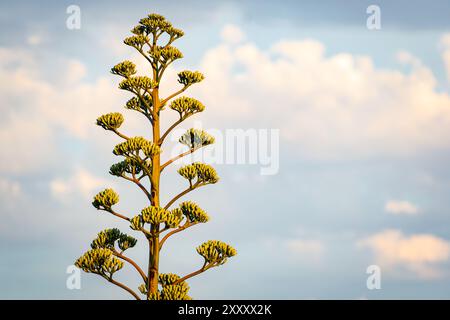 Usine d'agave Parry Banque D'Images