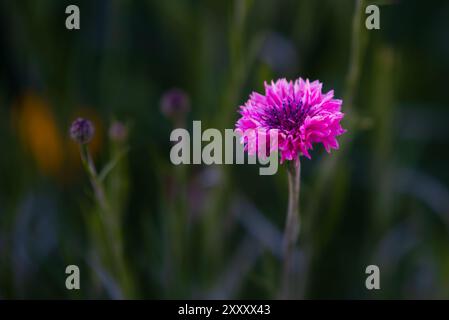 Gros plan d'un seul bleuet rose vif (Centaurea cyanus) avec plusieurs couches de pétales délicats et volants sur un fond flou. Banque D'Images