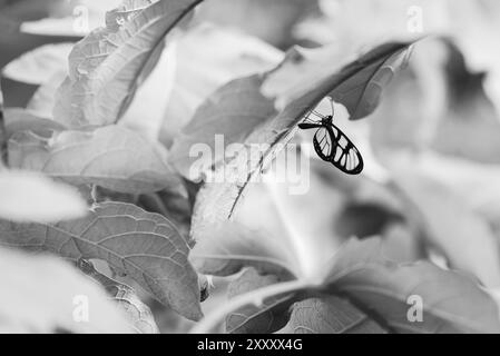 Photo noir et blanc de Methona themisto papillon et feuilles. Les ailes du papillon sont veinées et ornées de bords sombres. Banque D'Images