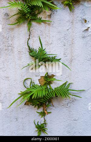 Mur bleu délavé avec des fougères poussant à partir de fissures et de peinture de pelage. Banque D'Images