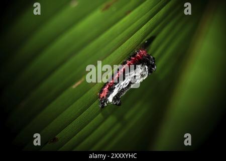 chenille blanche-rouge poilue assise sur une feuille la nuit dans la forêt tropicale humide, Refugio Nacional de Vida Silvestre Mixto Bosque Alegre, Alajuela pr Banque D'Images