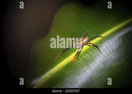 Araignée à peigne Getazi ou araignée banane Getazi (Cupiennius tazi), mâle adulte assis sur une feuille la nuit, la nuit dans la forêt tropicale humide, Refugio NaCI Banque D'Images