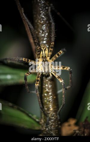 Araignée à peigne Getazi ou araignée banane Getazi (Cupiennius tazi), mâle adulte assis sur une branche la nuit, la nuit dans la forêt tropicale humide, Refugio Na Banque D'Images