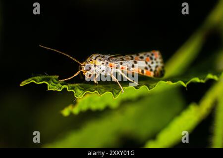 Macro photo de petits insectes en détail. Gros plan photo de papillon coloré perché sur les feuilles. Photo macro d'Utetheisa pulchella ou Crimson-spe Banque D'Images