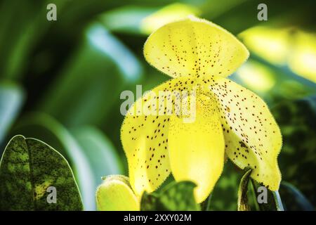 Photo gros plan de sabots de la Vierge jaune orchidée fleur Banque D'Images