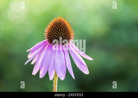 Près d'une fleur fleurs Echinacea purpurea Banque D'Images