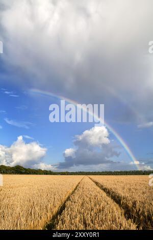 Double arc-en-ciel au-dessus du champ de blé après la pluie estivale Banque D'Images