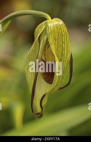 Détail d'une fleur de Cypripedium avec des feuilles vertes en arrière-plan Banque D'Images