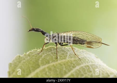 Kamelhalsfliege, Snakeflies, Raphidioptera Banque D'Images