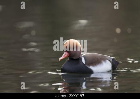 Kolbenente, Netta rufina, Pochard à crête rouge Banque D'Images