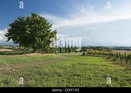 Vue panoramique sur vignes et champs contre un ciel bleu Banque D'Images