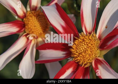 Photographie macro de fleurs de dahlia avec pétales rouges et blancs et centre jaune, legden, Muensterland, allemagne Banque D'Images