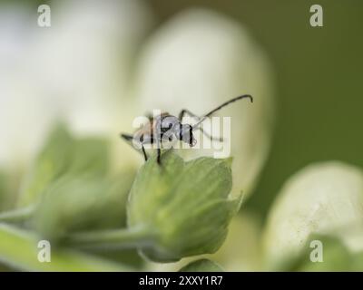 Coléoptère long brun clair assis sur une fleur blanche de foxglove Banque D'Images