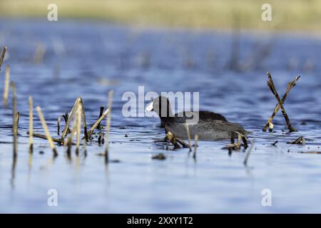 Coot américain (Fulica americana) sur le lac Banque D'Images