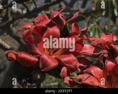 Branche d'un coton rouge en fleurs, bombax ceiba Banque D'Images