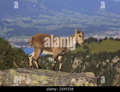 Animal sauvage vivant dans les alpes. Petit bébé bouillon alpin photographié sur le Mont Niederhorn, Suisse, Europe Banque D'Images