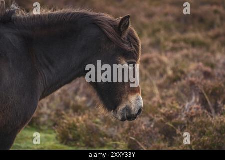 Un poney Exmoor, vu sur Porlock Hill dans le Somerset, England, UK Banque D'Images