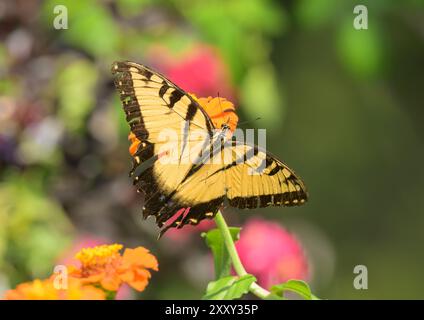 Vue dorsale d'un papillon à queue Swallowtail du tigre de l'est se nourrissant d'une fleur de Zinnia orange Banque D'Images