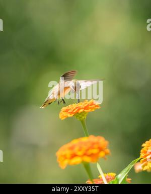 Colibri à gorge de rubis obtenant le nectar d'une fleur de Zinnia orange ; avec fond vert d'été et espace de copie sur le dessus Banque D'Images