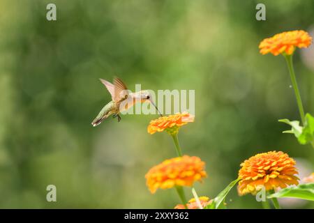 Minuscule colibri à gorge de rubis planant et obtenant le nectar d'une fleur orange Zinnia dans un jardin d'été lumineux et ensoleillé Banque D'Images